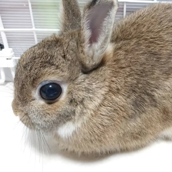 kimikiiara
